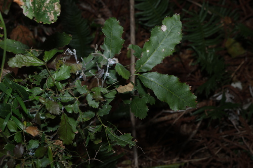 Elattostachys xylocarpa