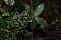 Elattostachys xylocarpa