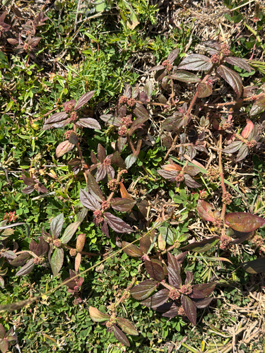 Euphorbia hirta, photograph 5