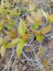 Ficus ingens, photograph (c) Malte Krömer, some rights reserved (CC BY)