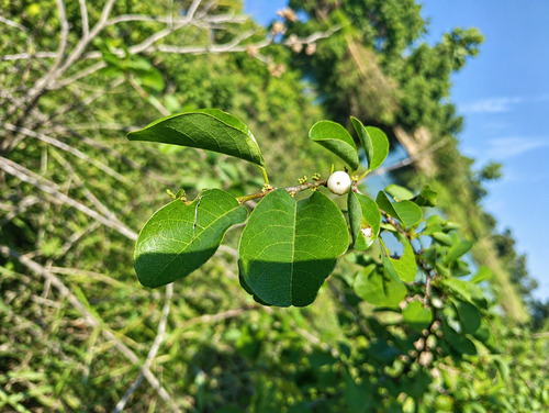 Indian snowberry