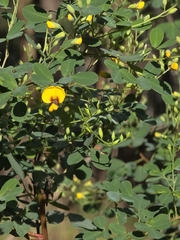 Goodia lotifolia