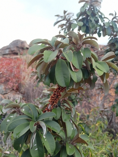 Englerophytum magalismontanum