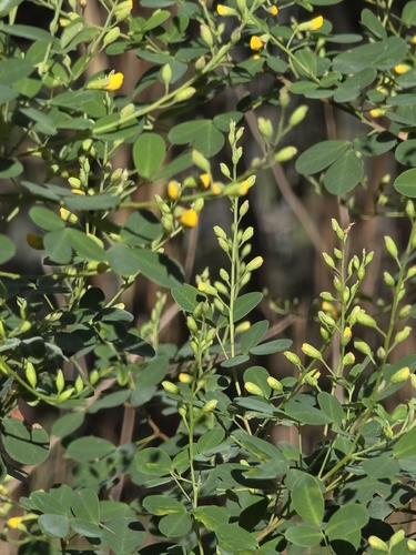Goodia lotifolia, photograph 2