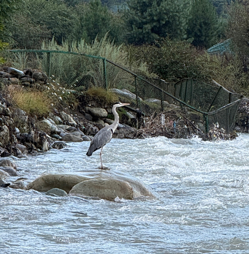 Grey Heron