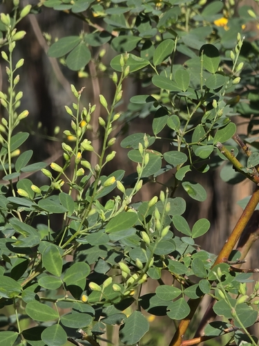 Goodia lotifolia, photograph 3