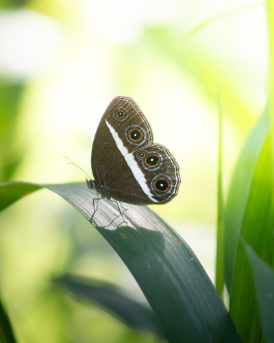 Smooth-eyed Bushbrown