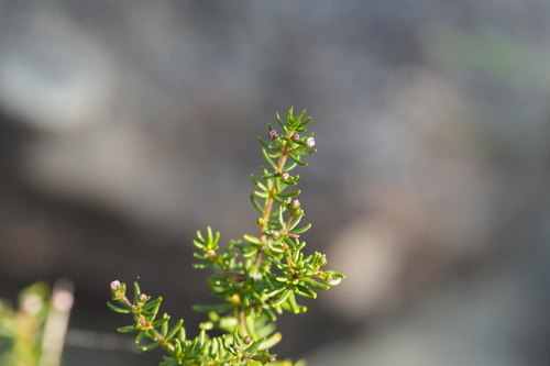 Zieria aspalathoides observed 2026-09-04