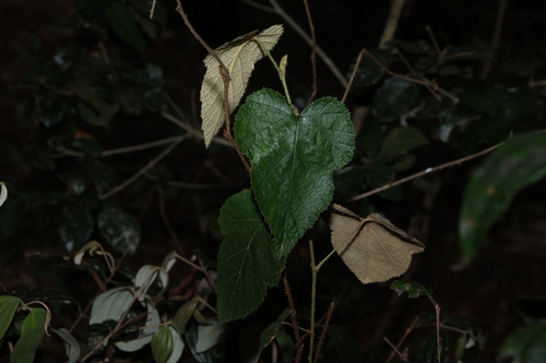 Rubus moluccanus, photograph 1
