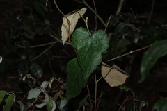 (c) Greg Tasney, some rights reserved (CC BY-SA) Rubus moluccanus, photograph (c) Greg Tasney, some rights reserved (CC BY-SA)