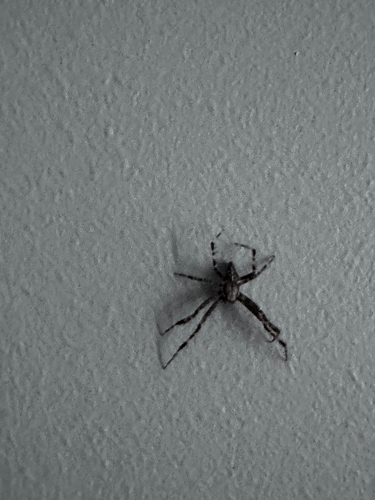 Cross Orbweaver