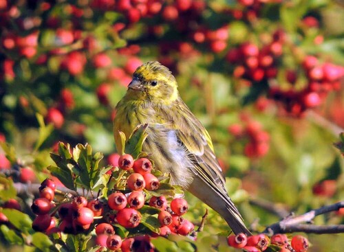 European Serin