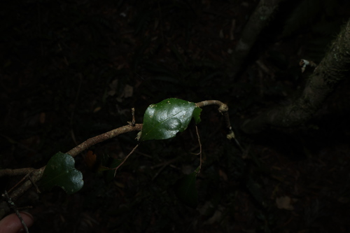 Elaeocarpus obovatus, photograph 3