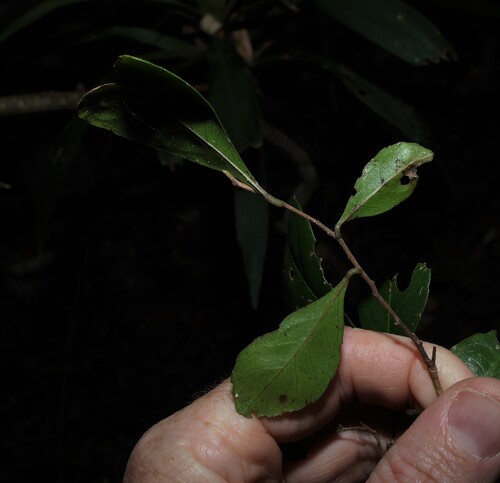 Elaeocarpus obovatus, photograph 4