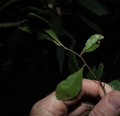 (c) Greg Tasney, some rights reserved (CC BY-SA) Elaeocarpus obovatus, photograph (c) Greg Tasney, some rights reserved (CC BY-SA)