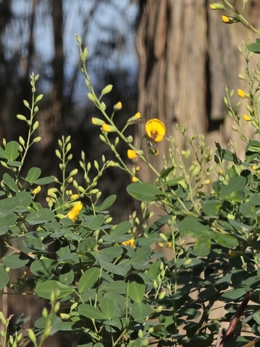Goodia lotifolia, photograph 4