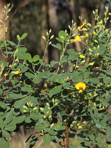 Goodia lotifolia, photograph 5