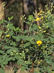 Goodia lotifolia, photograph (c) Ian Rainbow, some rights reserved (CC BY)