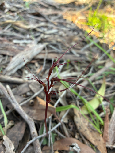 Mayfly orchid