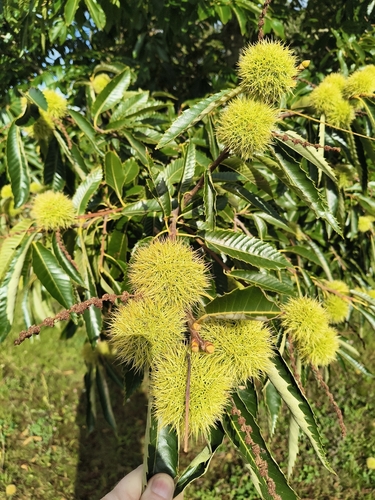 Sweet Chestnut