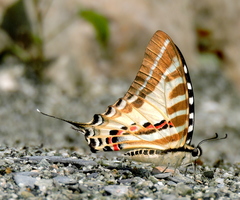 Graphium aristeus