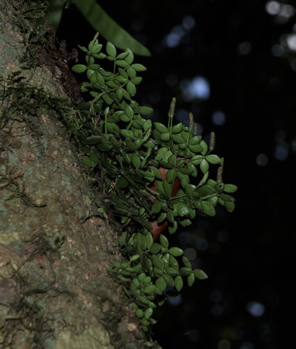 Peperomia tetraphylla, photograph 4