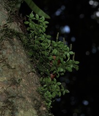 Peperomia tetraphylla, photograph (c) Greg Tasney, some rights reserved (CC BY-SA)