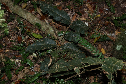 Diploglottis australis, photograph 1