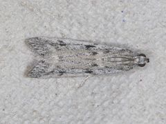 Phycitodes mucidella