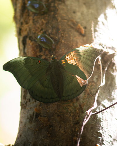 Redspot Duke