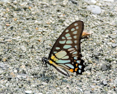 Graphium chironides