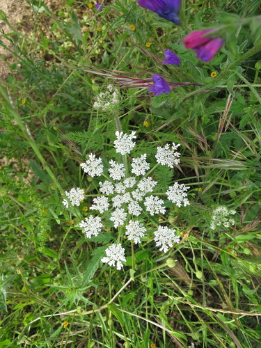 Daucus muricatus (Daucus muricatus)