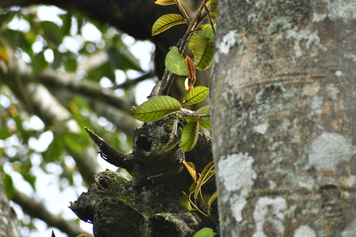 Ficus drupacea observed 2026-09-18