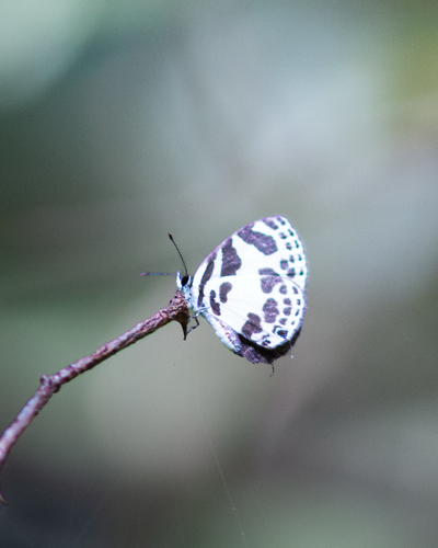 Banded Blue Pierrot