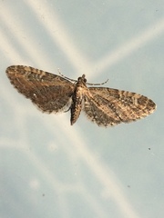Eupithecia abbreviata