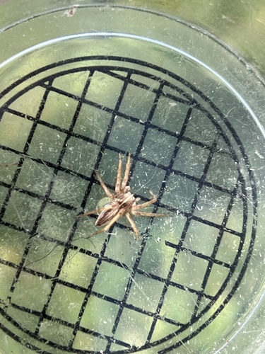 European Nursery Web spider