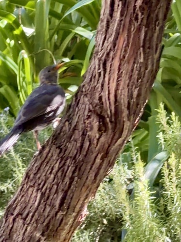 Eurasian Blackbird