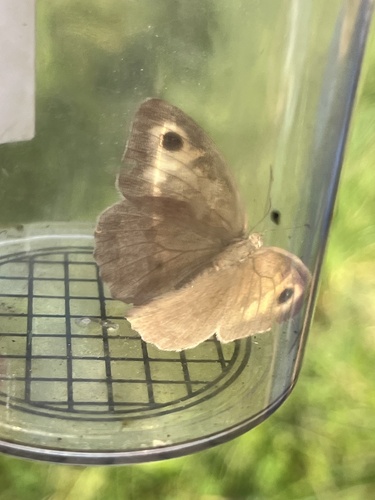 Meadow Brown