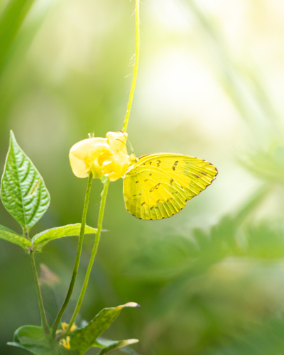 Three-spotted Grass Yellow