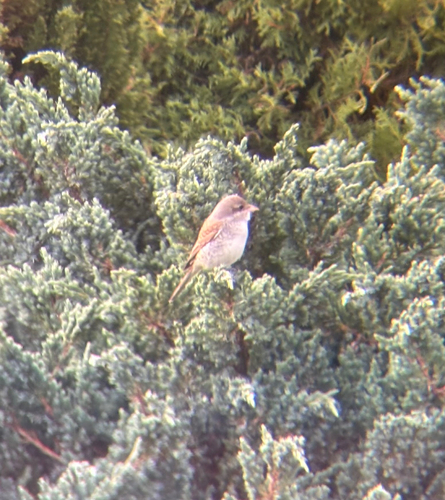 Red-backed Shrike