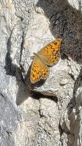 Wall Brown