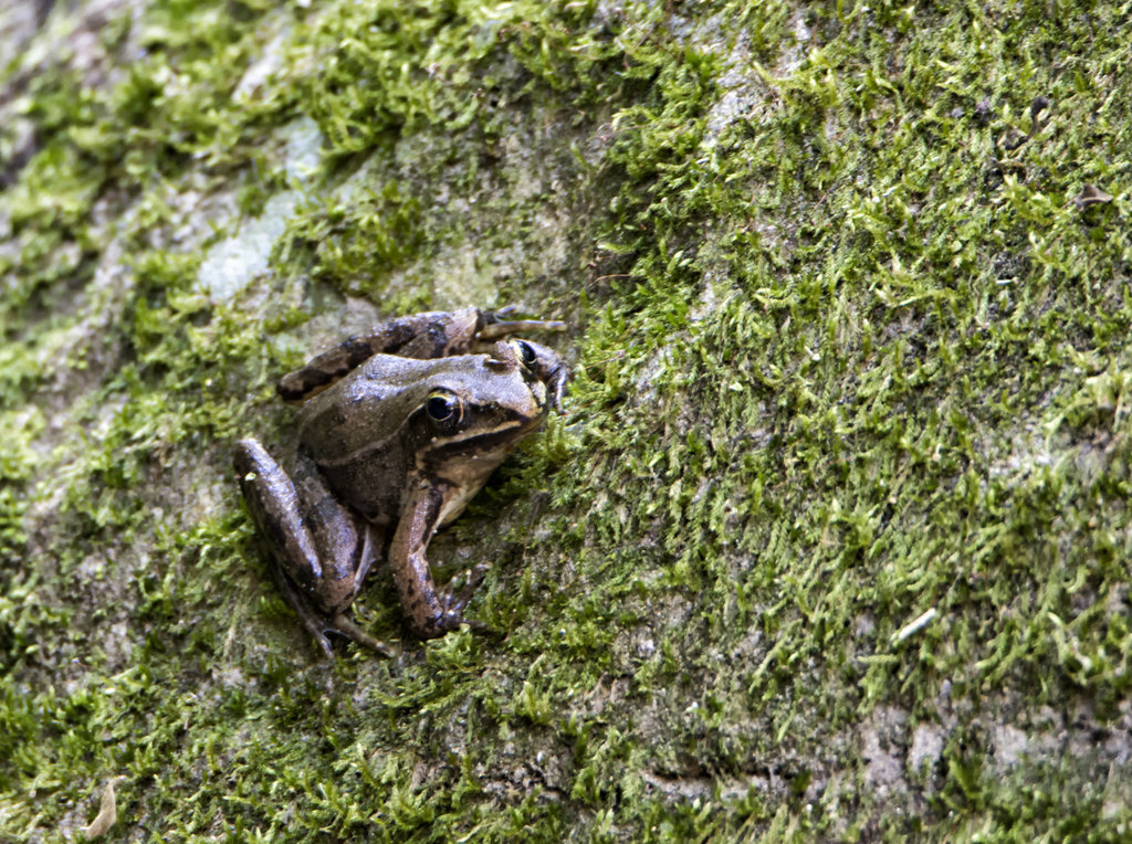 Mexican Cascades Frog