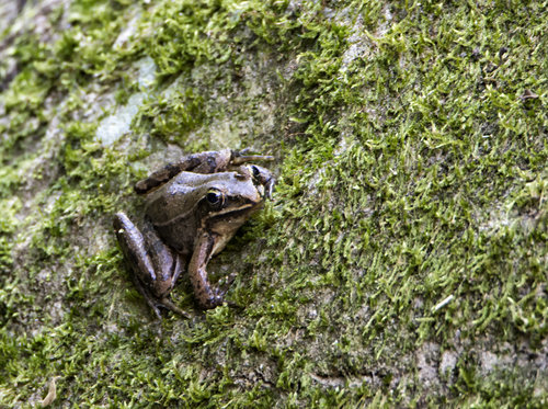 Mexican Cascades Frog