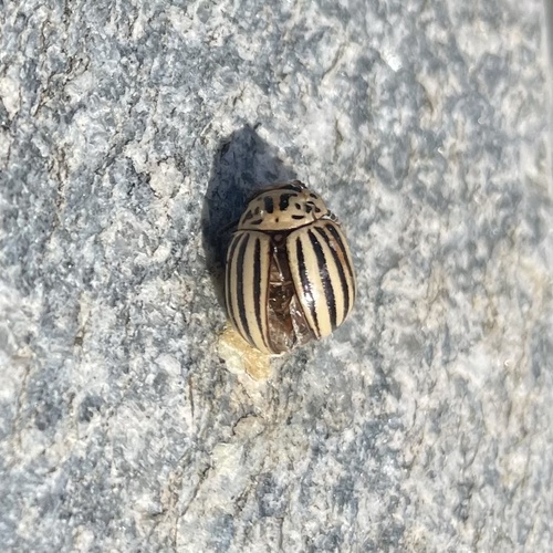 Colorado Potato Beetle