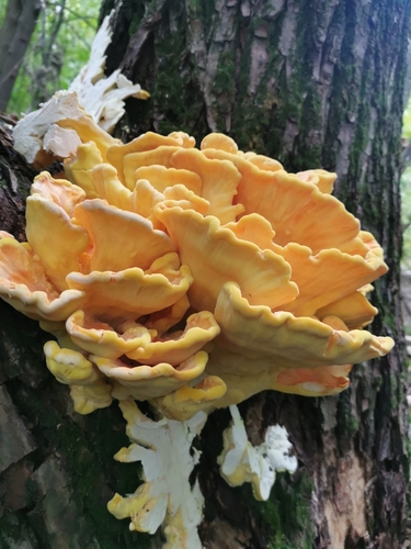chicken of the woods