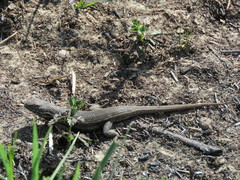 Sceloporus aeneus