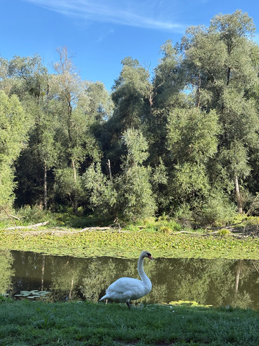 Mute Swan