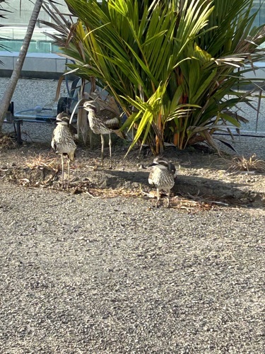 Bush Stone-curlew