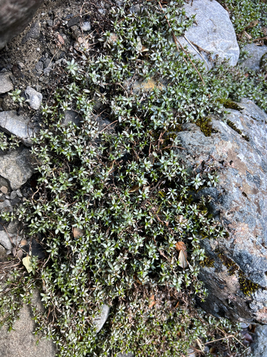 Raoulia tenuicaulis, photograph 1