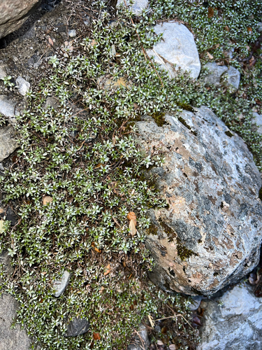Raoulia tenuicaulis, photograph 3